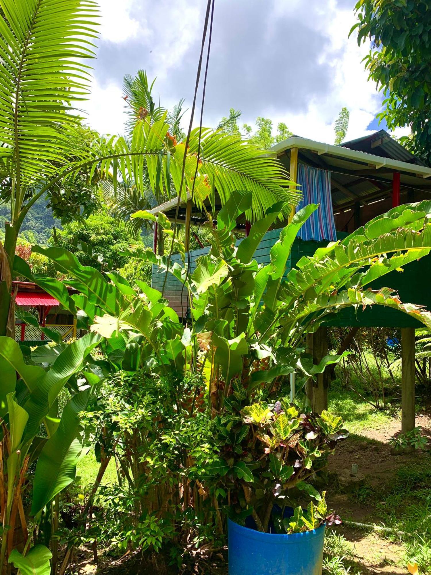 Le Petit Paradis Roseau Exterior photo